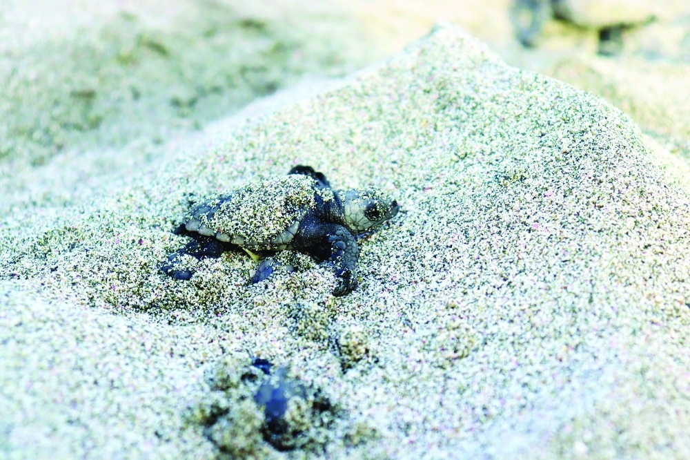 The Captain of Masirah