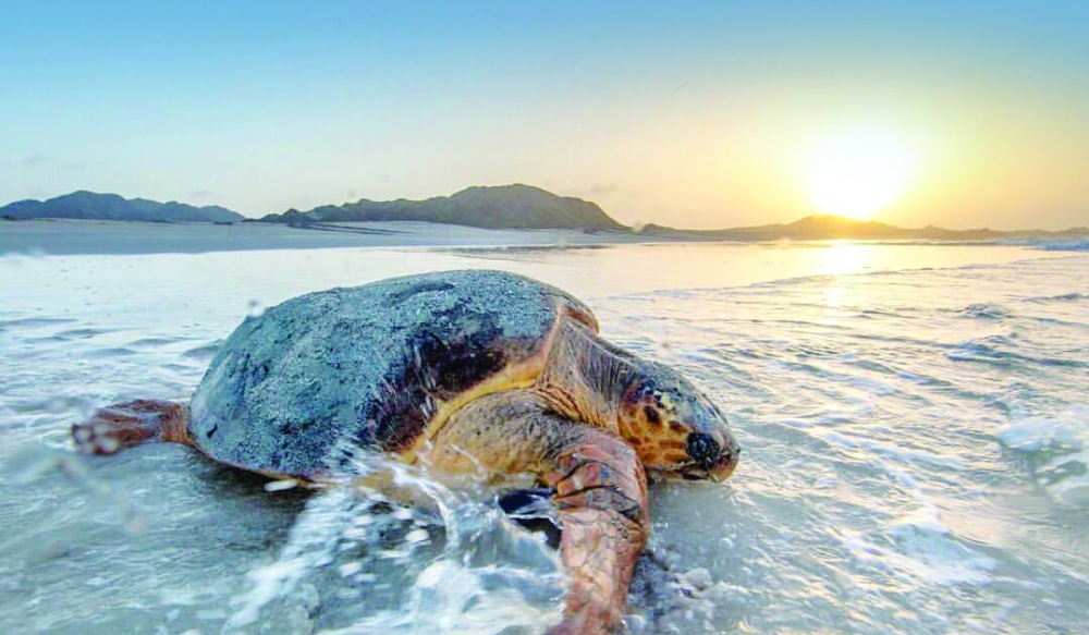 The Captain of Masirah