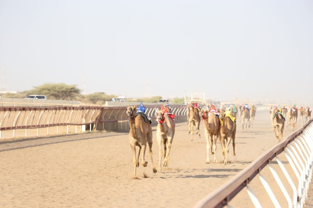 The event Supported by the Ministry of Culture, Sports and Youth (MoCSY) and organised by the Oman Camel Racing Federation (OCRF).