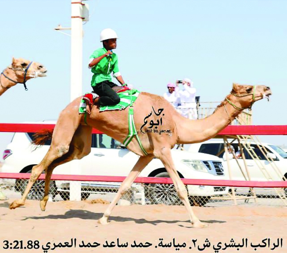 The opening day was included 14 morning heats for the Hagayeg category, two years old, over 3 km at each track, followed by nine races for the Lagaya category, three years old, over 4 km. 
