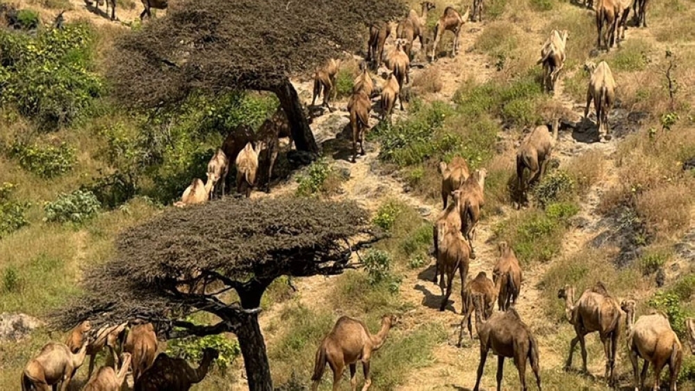 The migration typically unfolds through October. Photo by Mohammed Amer al Maashani