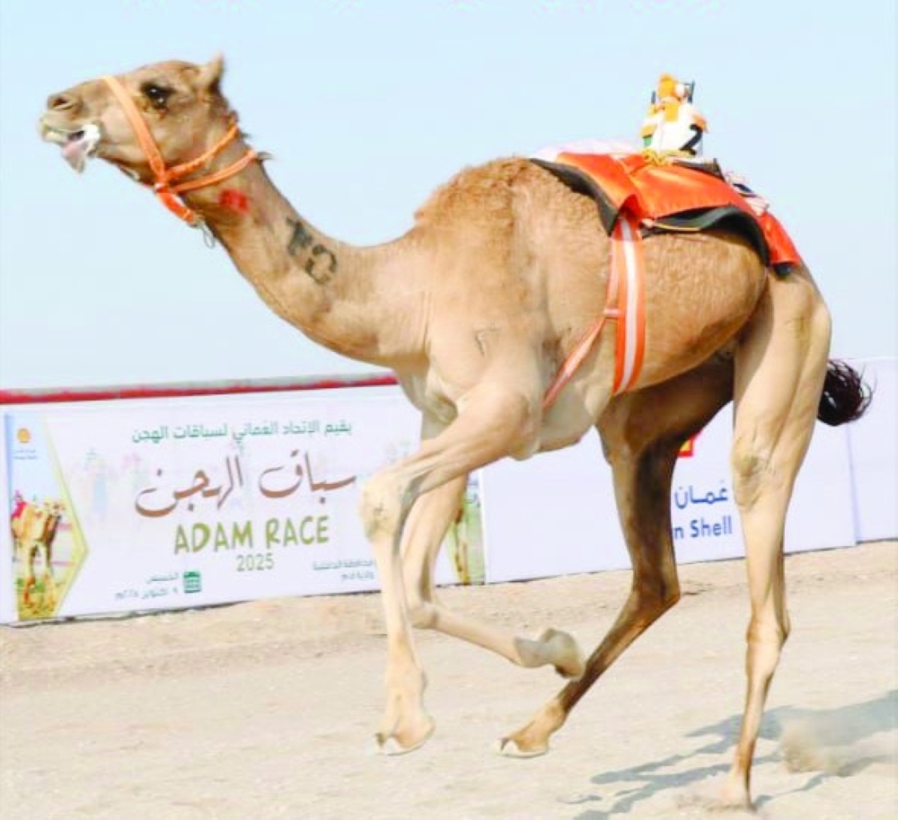 'Intebah' owned by Sulayem al Darei won Round 3 for 4 km.