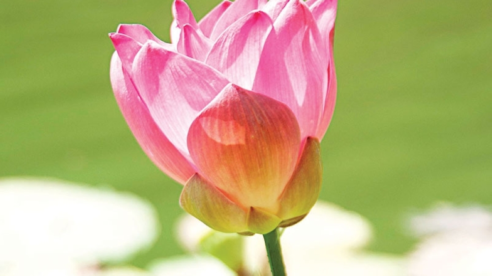 Valley flowers attract tourists 