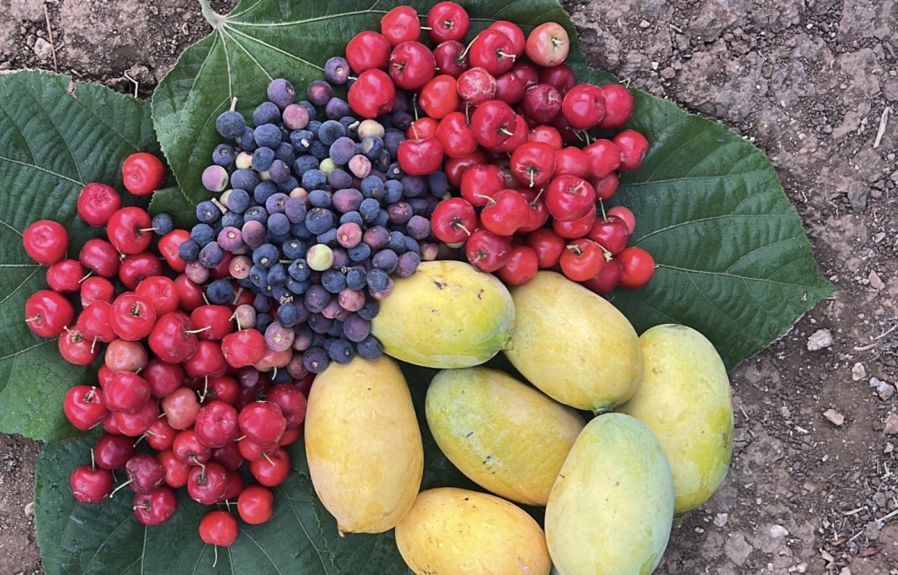 A Dhofari teacher’s green lesson
