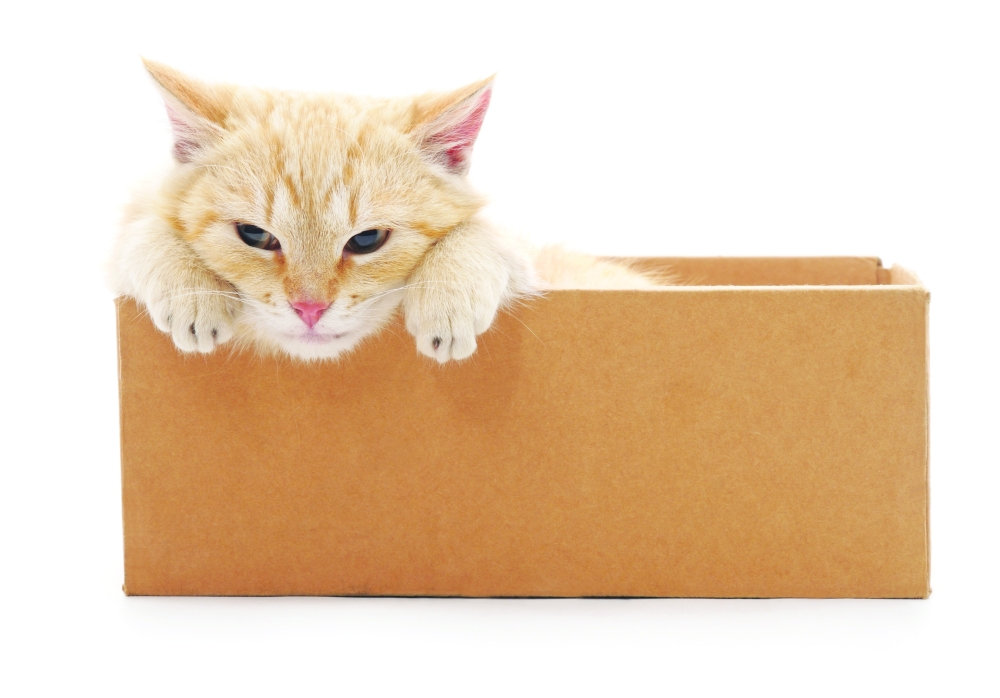 Cruelty to animals is a psychological problem