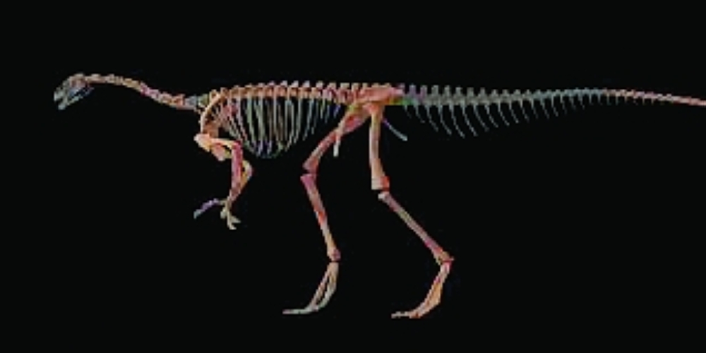 Paleontologists uncover an almost complete skeleton of the small, long-necked reptile at 3,000 metres in northwest Argentina