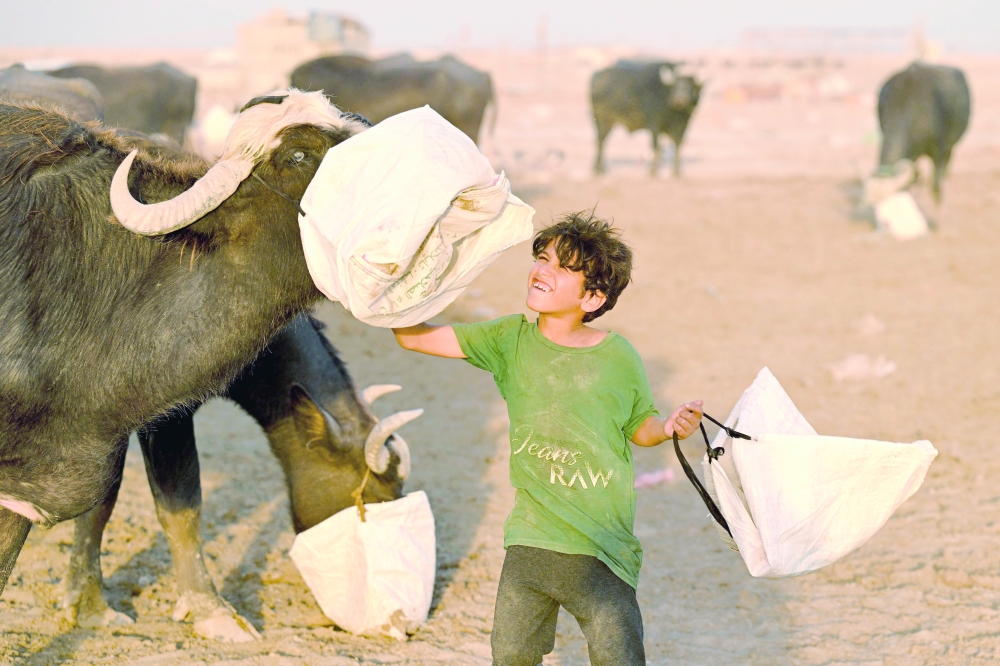 A boy helps a water buffalo to a bag of feed in Al Mashab near Basra. — AFP