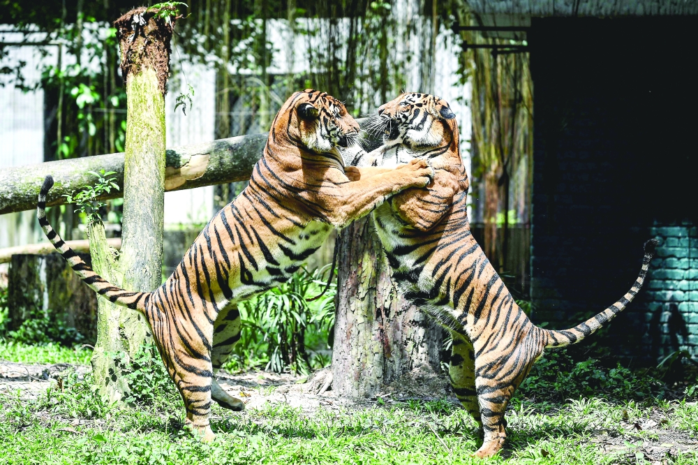 Two Malayan tigers fight at the National Zoo in Kuala Lumpur. For two years, Malaysian conservationists tracked a tiger named 'Bulan' as she raised four cubs. - AFP  