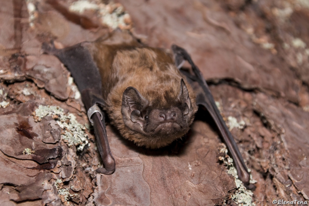 The largest bat in Europe, the greater noctule bat, was documented catching a bird in midair and then eating it while in flight. (Elena Tena via The New York Times) 