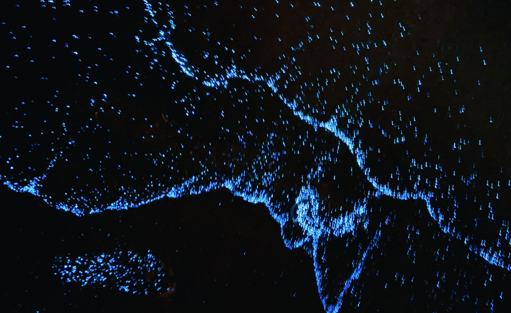 Where the sea glows blue: Nights of wonder along Oman’s coast