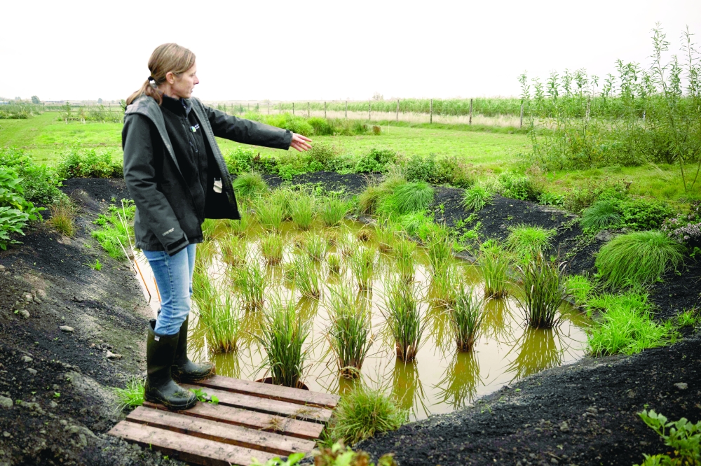 Dr Nadine Mitschunas, an ecologist at the UK Centre for Ecology and Hydrology, inspects a crop of various rice species being grown on a trial site in rewetted peat soils on the Cambridgeshire Fens, in Pymoor, near Ely, eastern England. — AFP