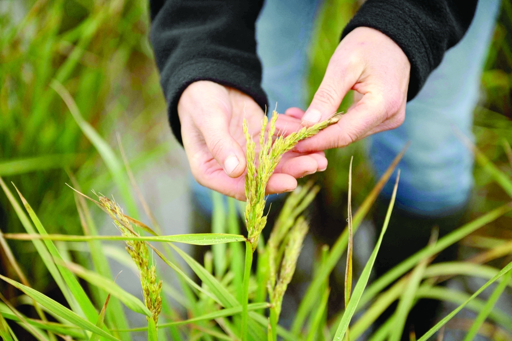 Dr Nadine Mitschunas inspects a crop of various rice species being grown on a trial site in rewetted peat soils in eastern England. — AFP