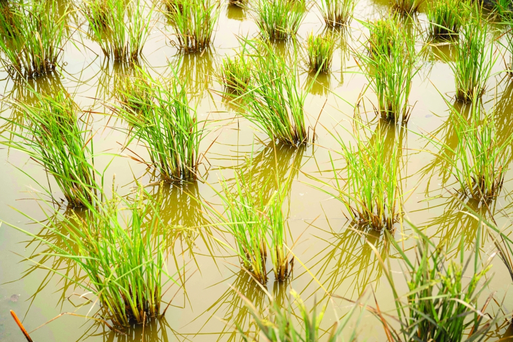 A crop of various rice species being grown on a trial site in rewetted peat soils on the Cambridgeshire Fens is pictured in Pymoor, near Ely, eastern England. — AFP