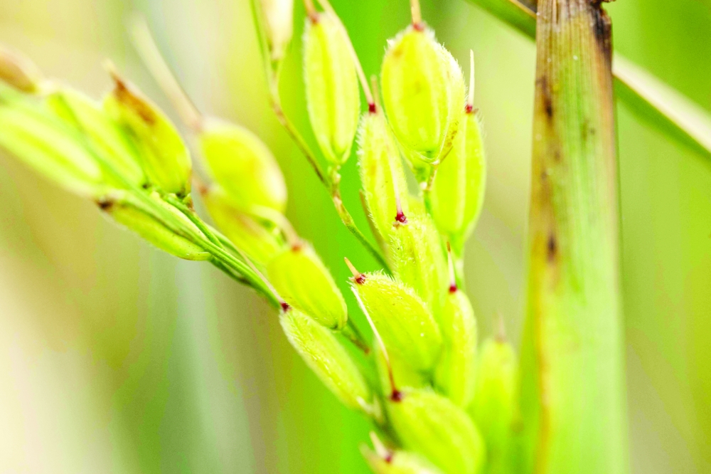 A crop of various rice species being grown on a trial site in rewetted peat soils on the Cambridgeshire Fens.