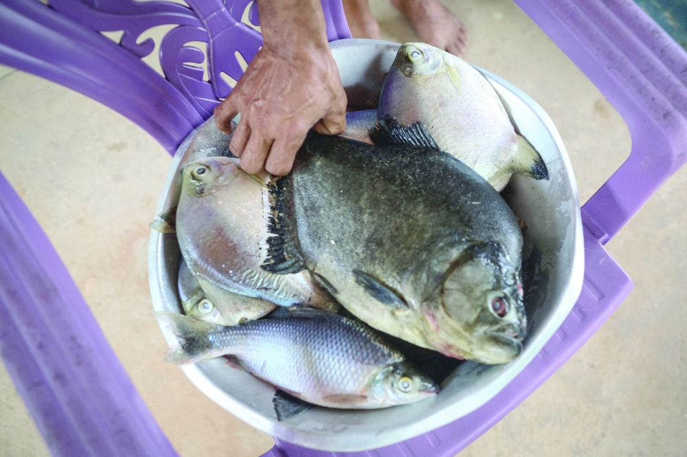 Fisherman Quelson Gomes de Souza displays a bucket full of fish he caught in Pedral do Lourenco, a natural rocky formation on the Tocantins River that may be blown up to build the Araguaia-Tocantins riverway, in the village of Tauari, Itupiranga, Para State, Brazil, October 2, 2025. 