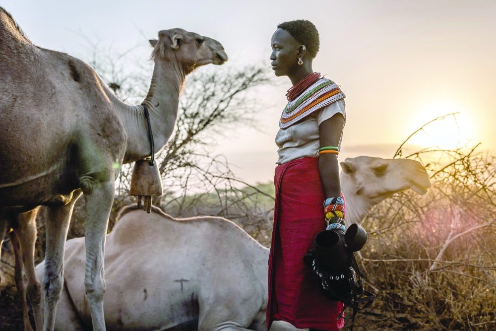 A herder prepares to milk camels at dawn near Sereolipi. — AFP