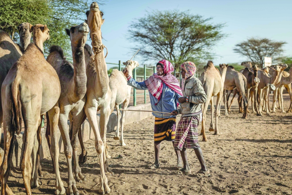 Camel traders inspect camels gathered for sale at a livestock market, where various animals including camels are traded, in Merille. — AFP