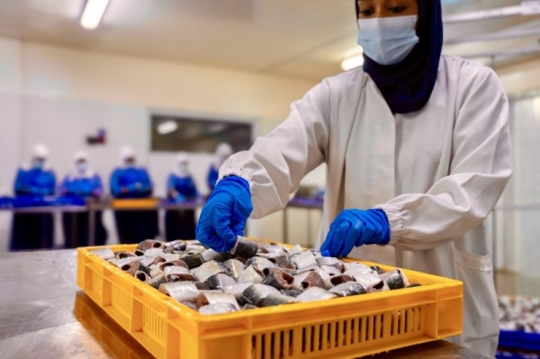 Tender announced for fishery industries city in South Al Sharqiyah