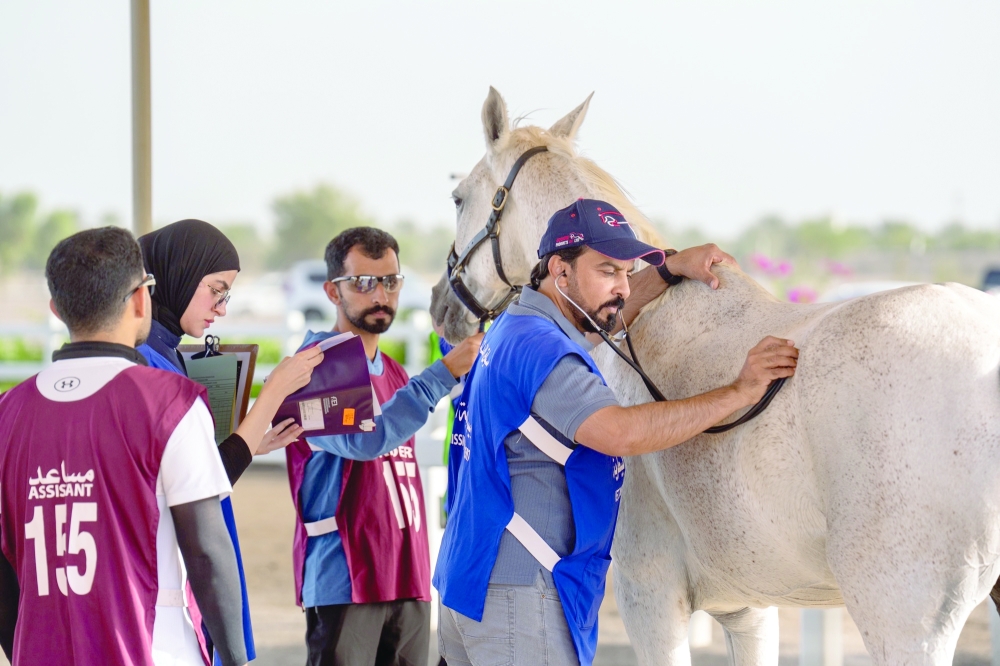 Dr Ahmed al Jassasi inspects a horse as rider Al Hajras al Balushi looks on in Barka. — Pics by Asaad al Badri/Rashid al Toqi
