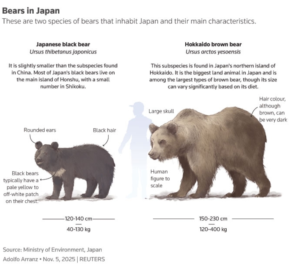 Spike in bear attacks hits Japan 'almost every day'