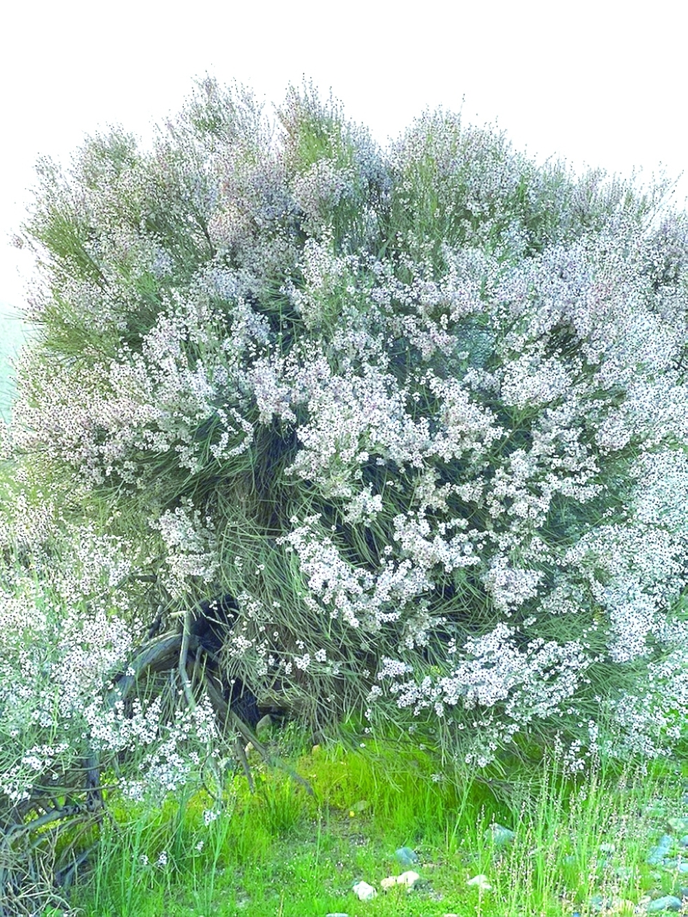 Mezi tree is Musandam’s symbol of nature and heritage