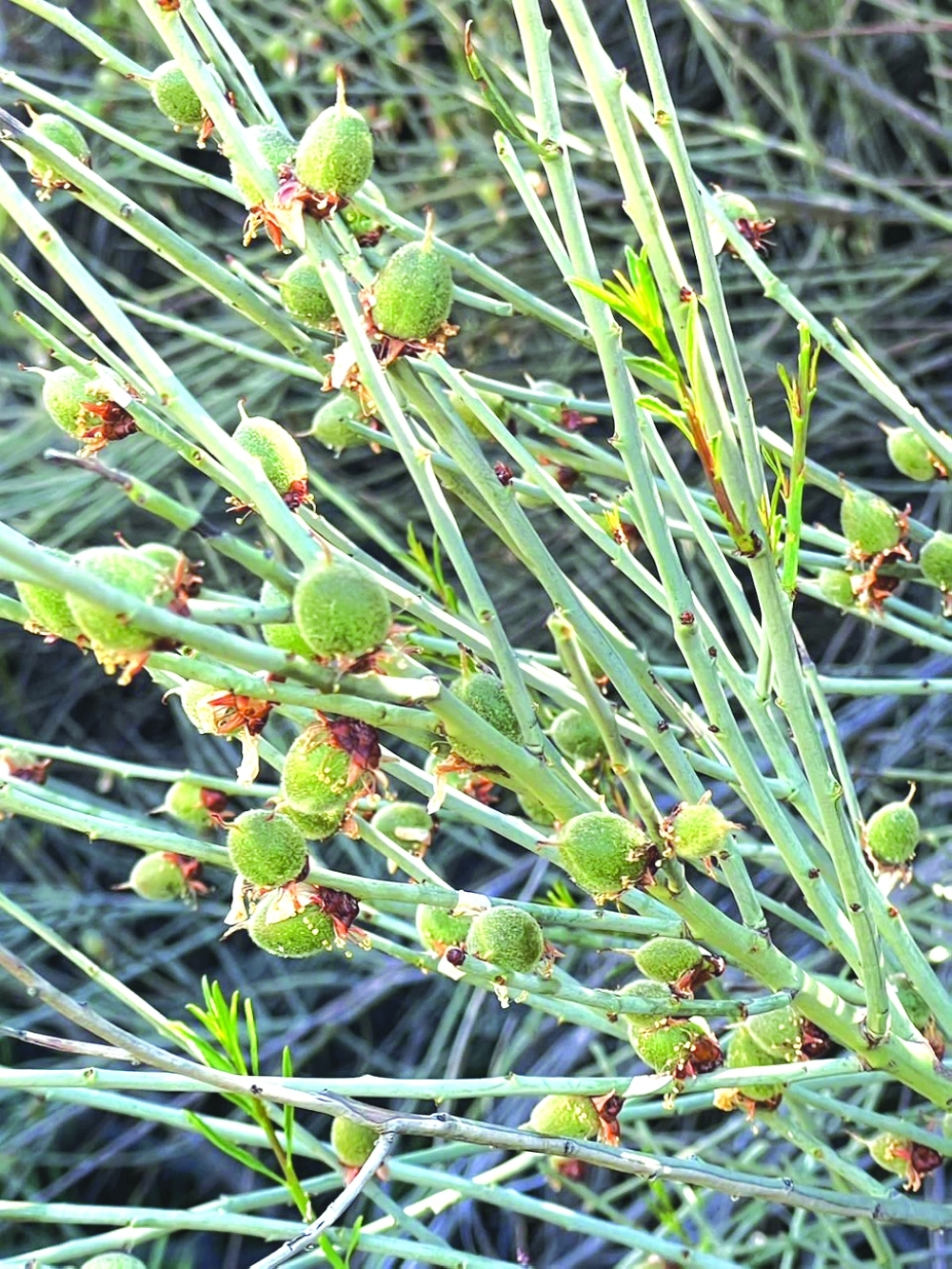 Mezi tree is Musandam’s symbol of nature and heritage