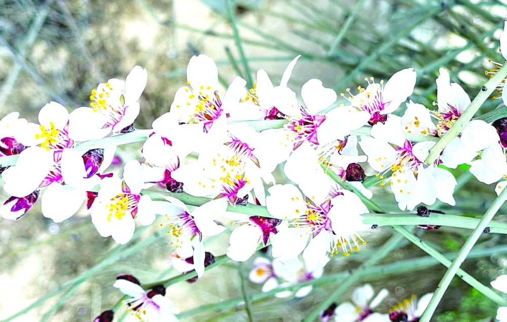 Mezi tree is Musandam’s symbol of nature and heritage