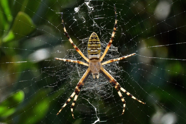 Spiders are good web designers, fine Interior decorators too