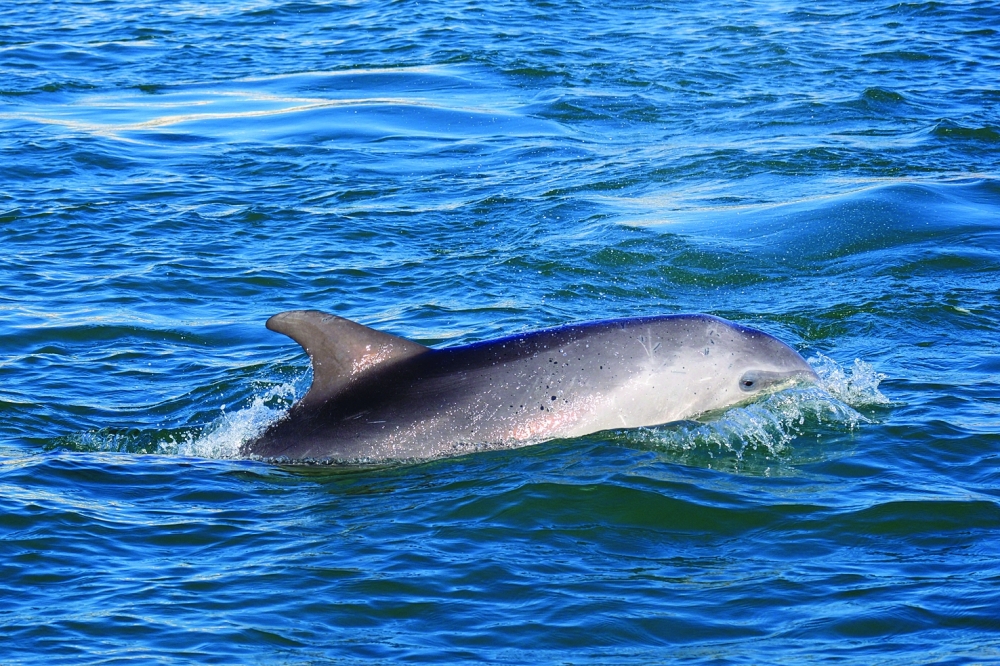 A dolphin nicknamed 'Mimmo' swims in Venice. — Reuters