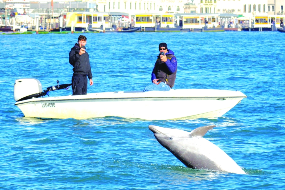 A dolphin nicknamed 'Mimmo' jumps out of the water as people on a boat take pictures in the San Marco Basin, amid growing concerns about the impact of tourism on marine life, in Venice, Italy, November 8, 2025. REUTERS