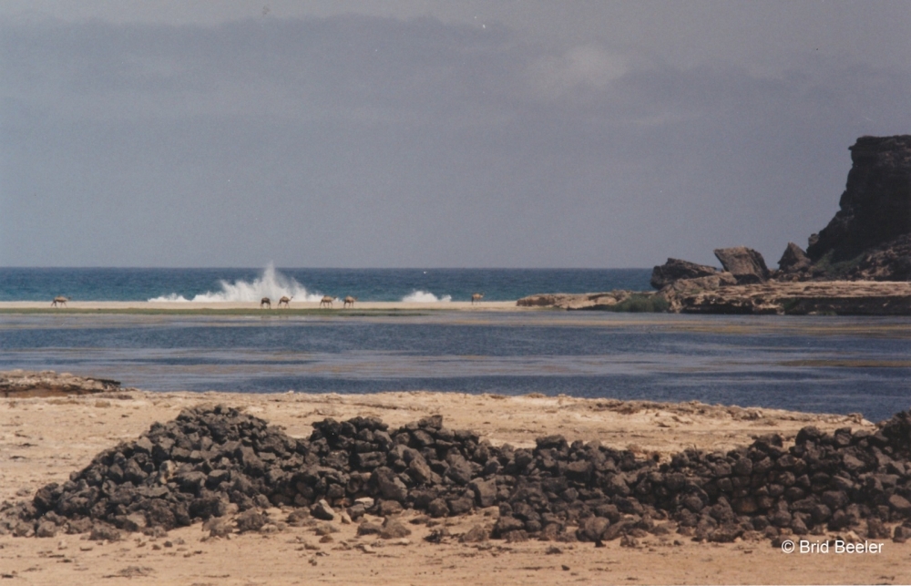 Camels at old Khor Ruwi where they swim in the warm waters sheltered by the sand bar from the open Indian Ocean