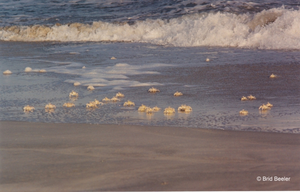Crabs during daylight hours on the beautiful sandy beach of Ash Shuwaymiyah in Dhofar