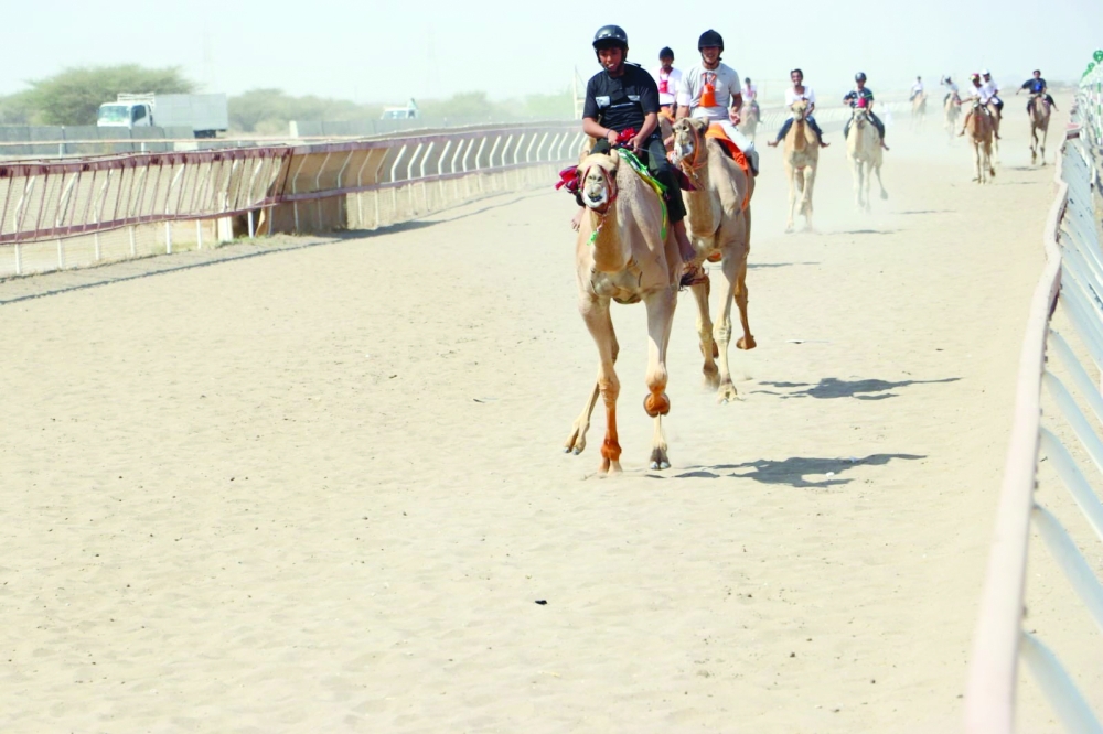 The Royal Camel Corps will purchase a select group of winning camels that record the best overall timings across key categories.