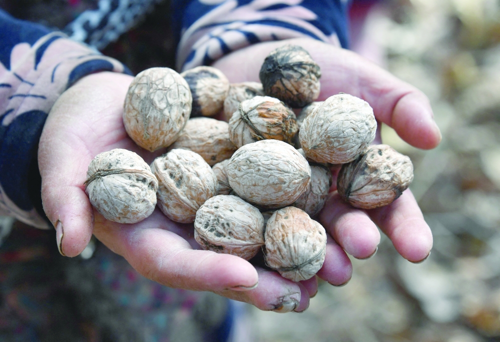 Arno Narynbaeva picks walnuts in walnut forests in Arslanbap in Kyrgyzstan's Jalal-Abad region, some 700 kms from the capital Bishkek. — AFP