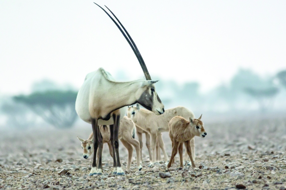 The young Oryx navigate the rugged terrain, embodying the success of dedicated environmental stewardship in Oman