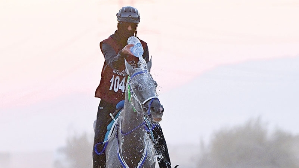 The races featured a total of 61 horses across its various categories 36 horses in the 100 km Union Cup ‘CEN’ and 25 horses in the international qualifying rides over 100 km ‘CEI1’ and 120 km ‘CEI2’.