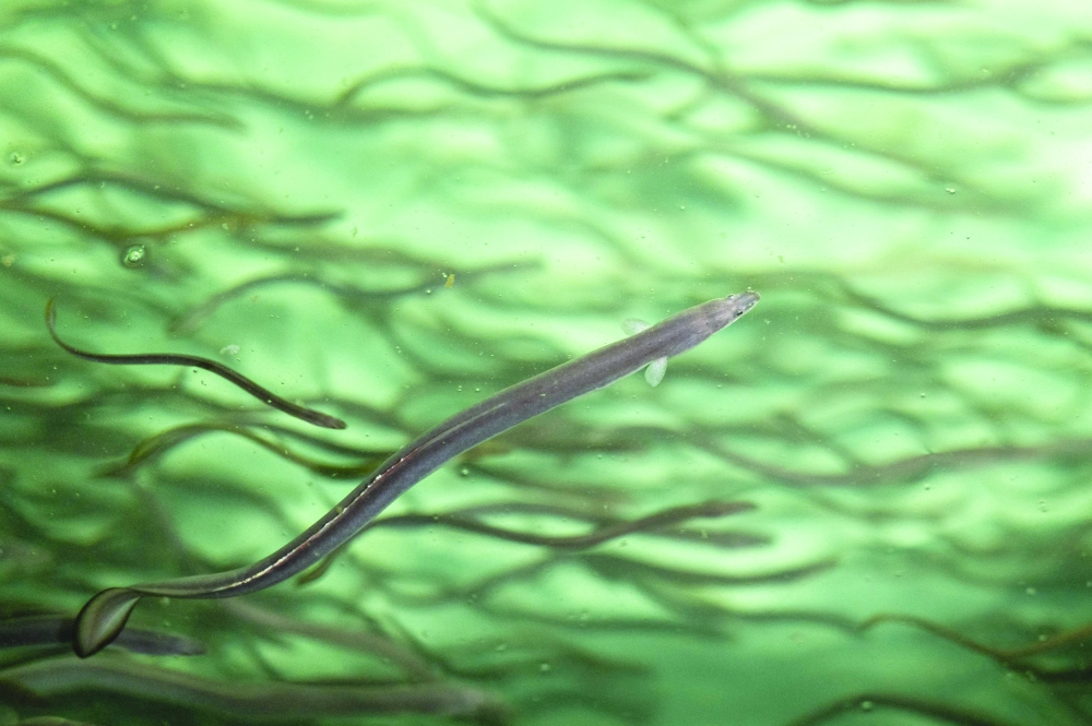 Eels swimm in a fish tank of Hiranuma eel farm. — AFP