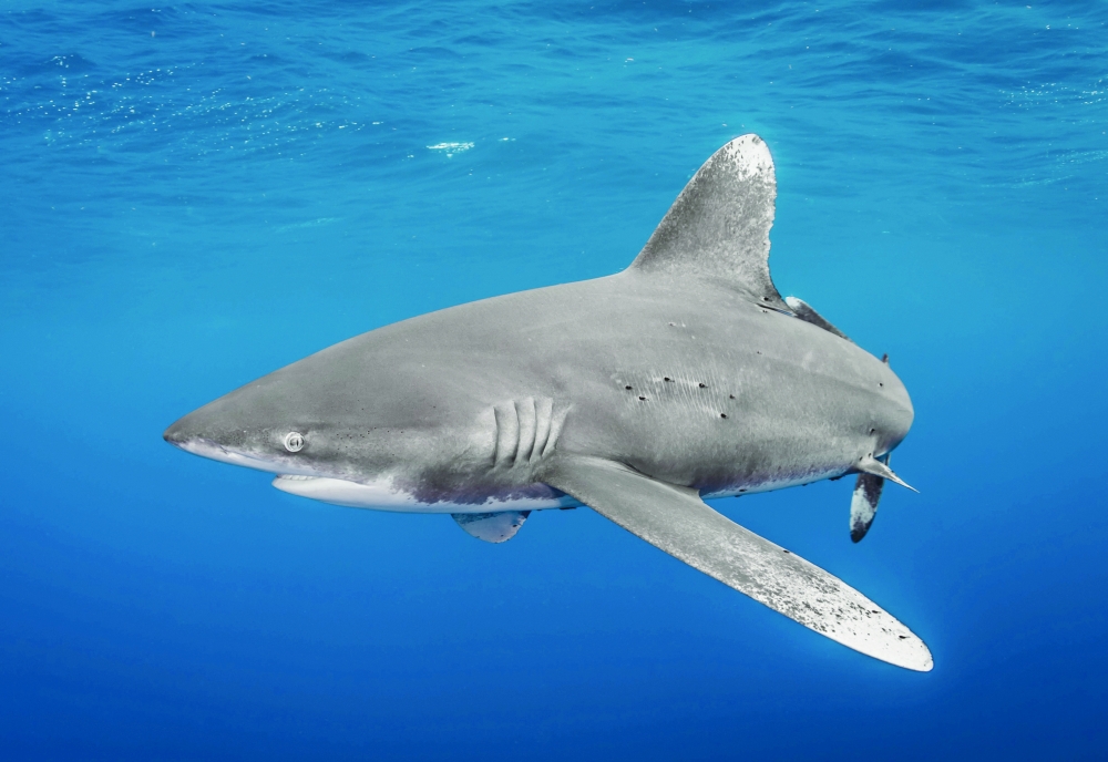 Friday's decisions move whale sharks, manta rays and devil rays onto Appendix I after countries on Thursday did the same for the critically endangered oceanic whitetip shark.