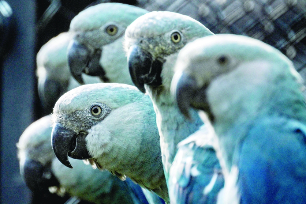  Spix's macaws (Cyanopsitta spixii) are seen in the Spix's Macaws Conservation Center at the Sao Paulo Zoo