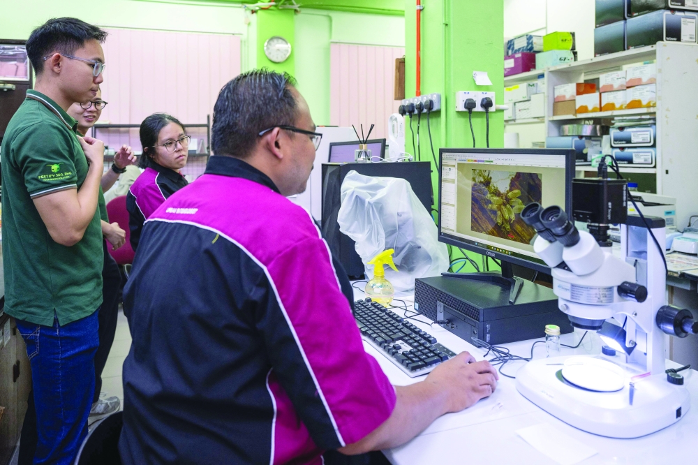 Entomologist Abdul Hafiz Ab Majid and his team observing bed bug eggs at a laboratory of the Science University of Malaysia in George Town, on Penang island. — AFP