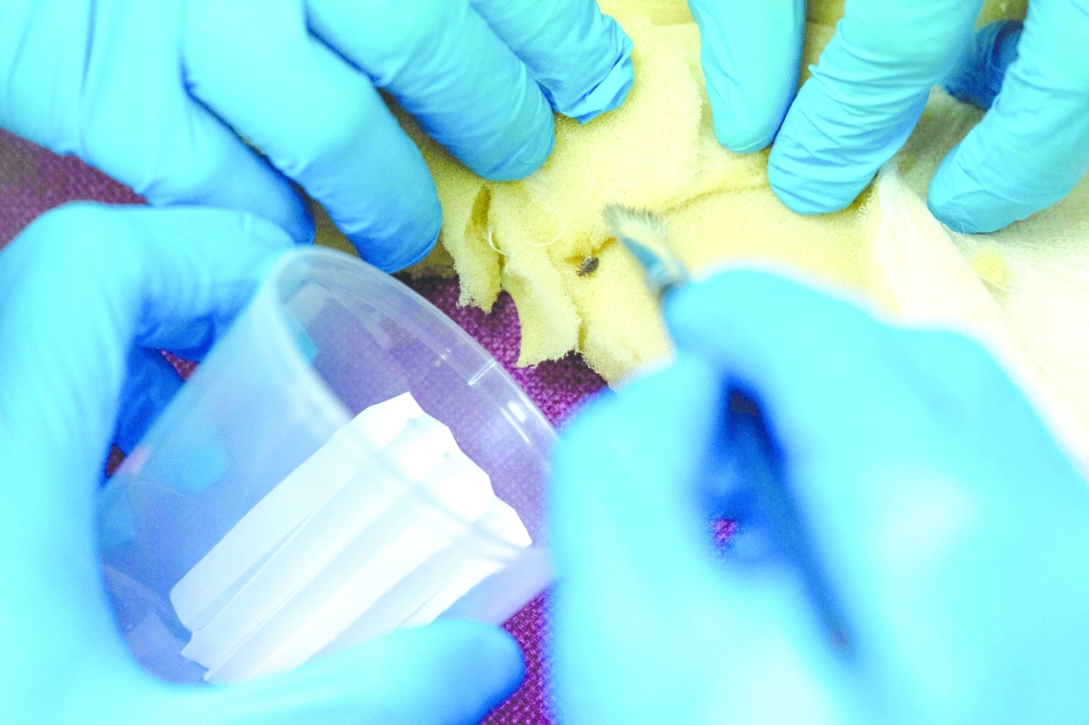 Researchers collecting a bed bug crawling on a mattress at a laboratory of the Science University of Malaysia in George Town, on Penang island. — AFP