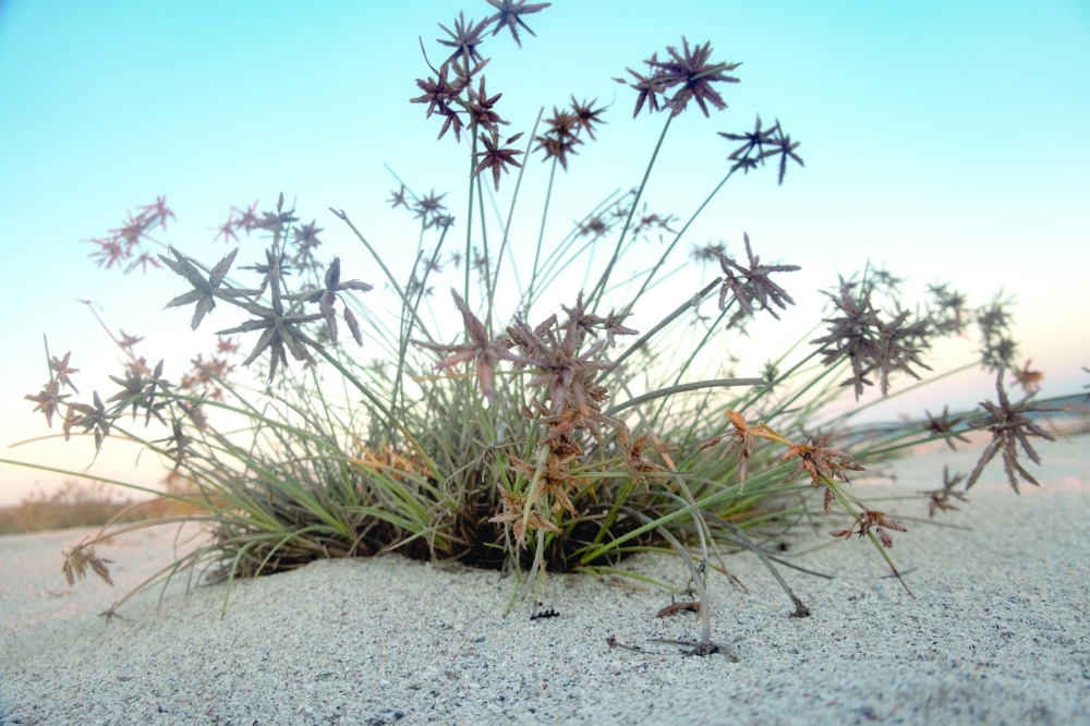 A species of drought-tolerant desert grass