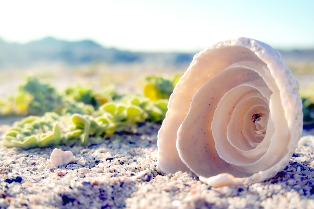 A seashell snapped on the beach at Wyndham Hotel (1)