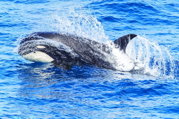 Rare orcas make a splash in Oman waters