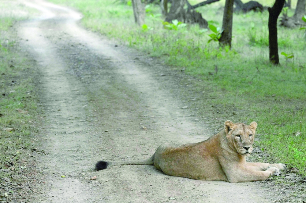 A lioness resting after a kill in Gir National Park in India's western state of Gujarat. — AFP