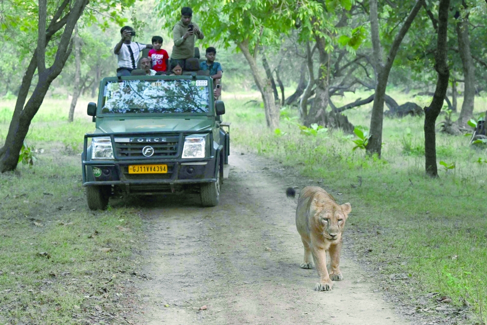 Visitors taking photographs of a lioness during a guided safari tour in Gir. — AFP 