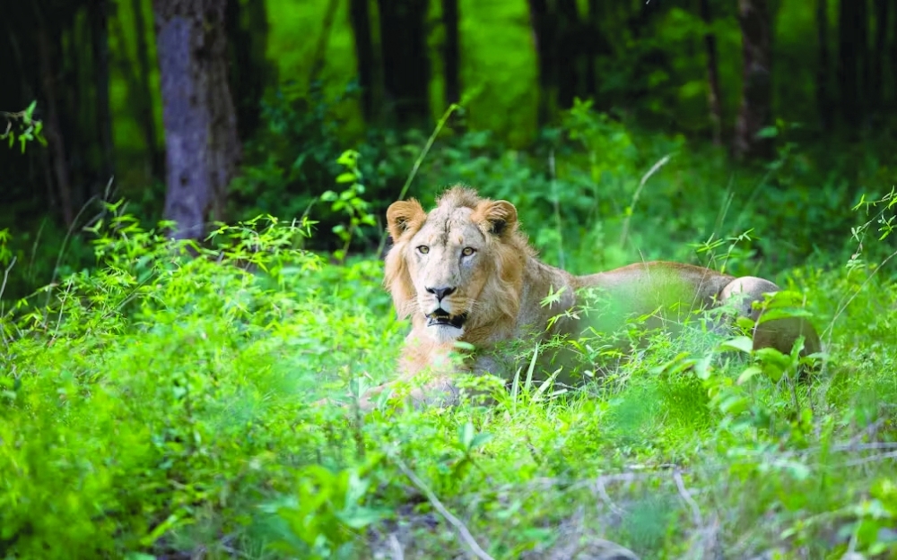 Lion numbers have risen by a third in five years, from 627 to 891.