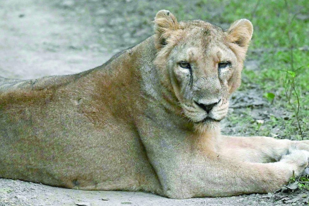 A lioness resting after a kill in Gir National Park in India's western state of Gujarat. — AFP