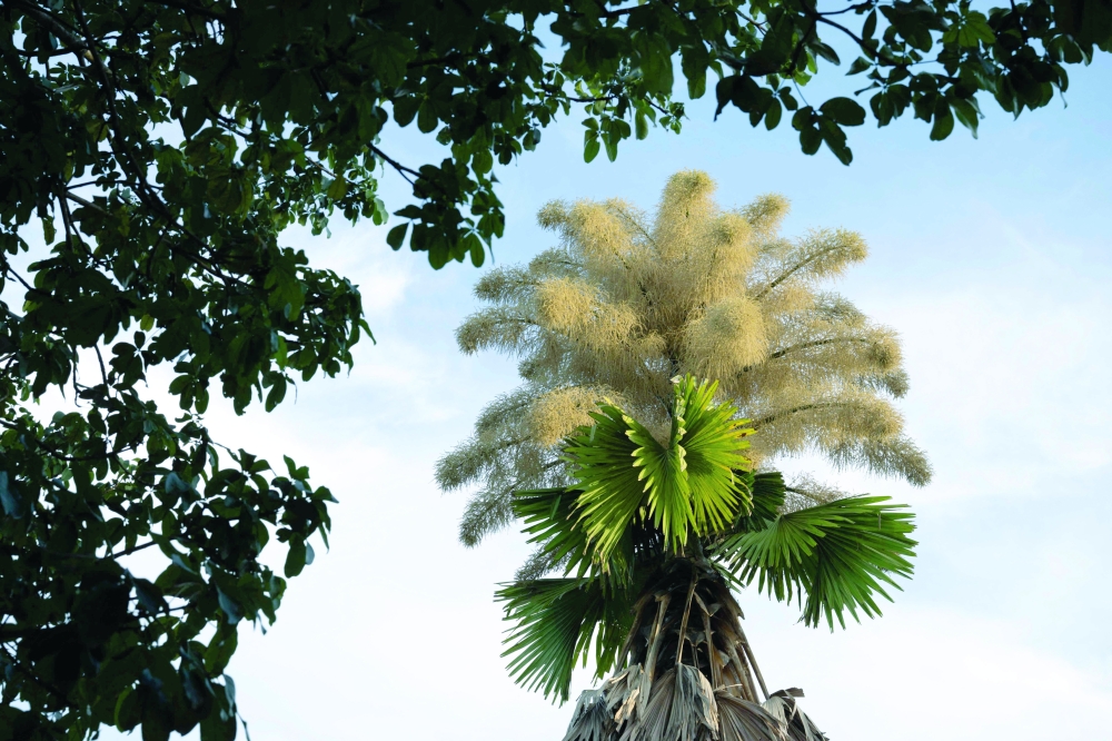 Talipot palms blooming for the first time at Aterro do Flamengo park in Rio de Janeiro, Brazil. —AFP 