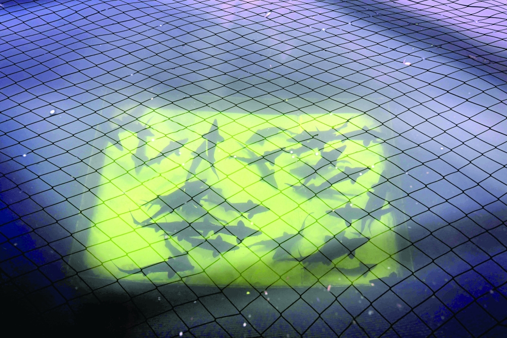 Young sturgeon fish at a floating fish farm in Kardzhali dam, southern Bulgaria. — AFP